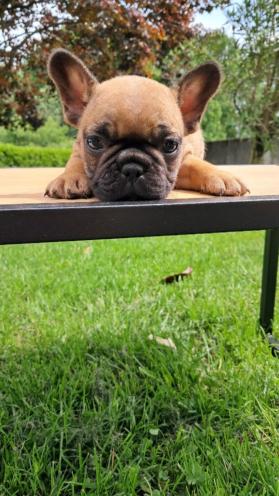 Du Col Des Laquets - Chiots disponibles - Bouledogue français
