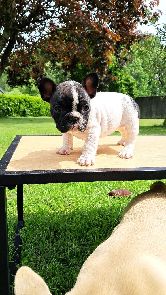 Du Col Des Laquets - Chiots disponibles - Bouledogue français
