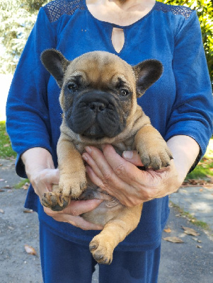 CHIOT 1