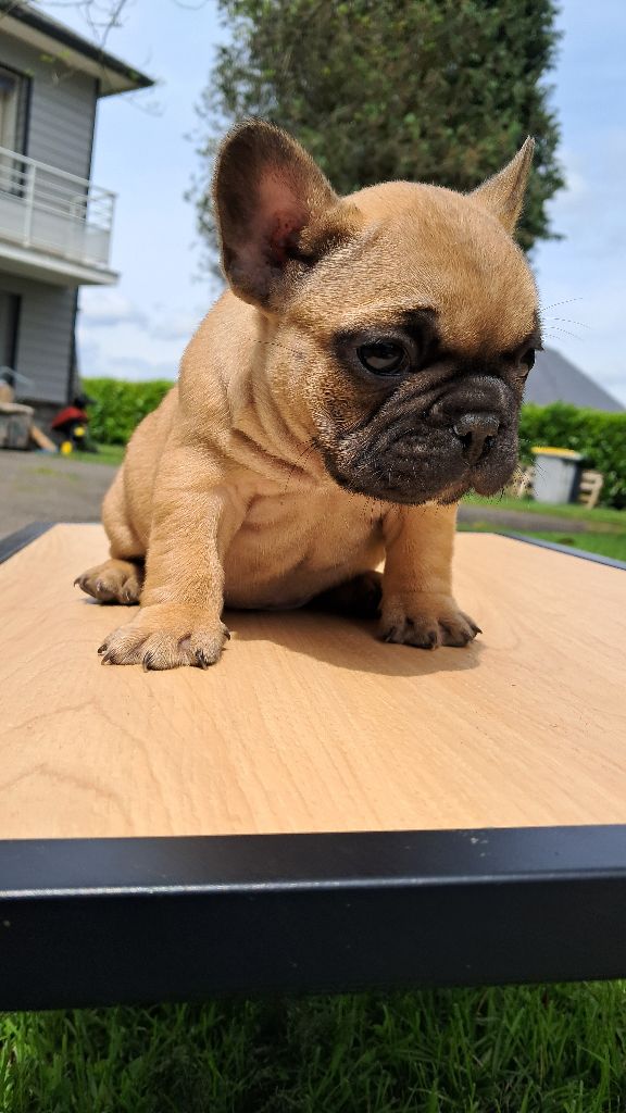 Du Col Des Laquets - Chiots disponibles - Bouledogue français