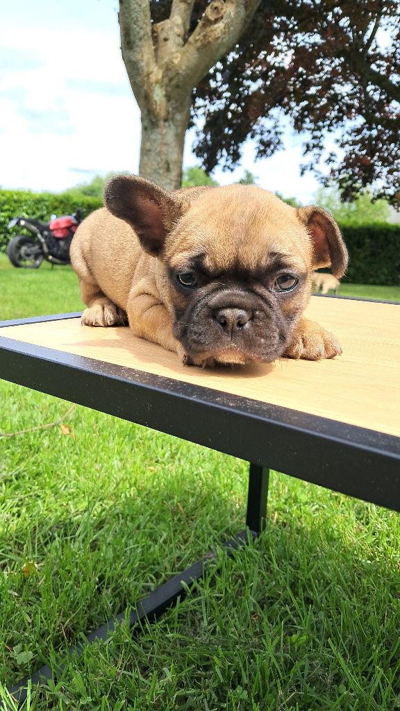 Du Col Des Laquets - Chiots disponibles - Bouledogue français